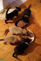 Burma x Siam Mix Kitten zu verkaufen