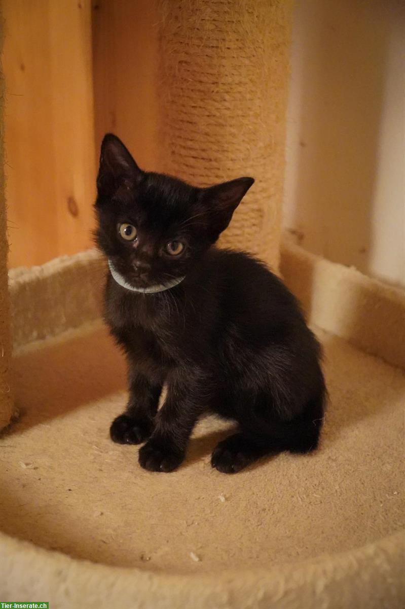 Bild 2: Burma x Siam Mix Kitten zu verkaufen