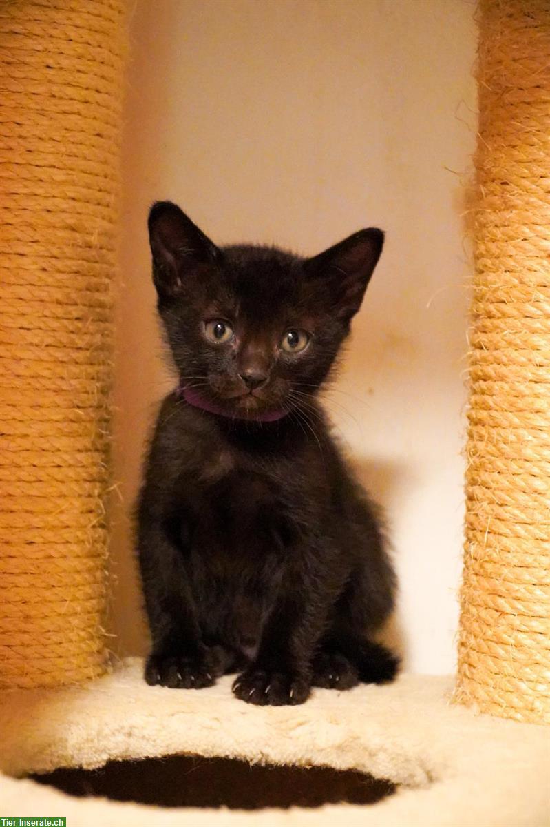 Bild 3: Burma x Siam Mix Kitten zu verkaufen