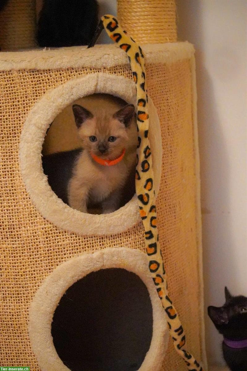 Bild 4: Burma x Siam Mix Kitten zu verkaufen