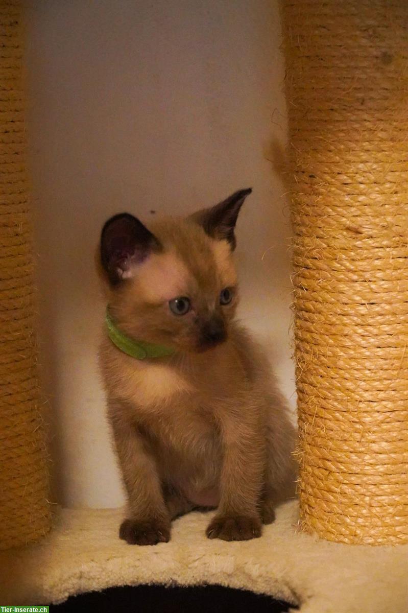 Bild 5: Burma x Siam Mix Kitten zu verkaufen