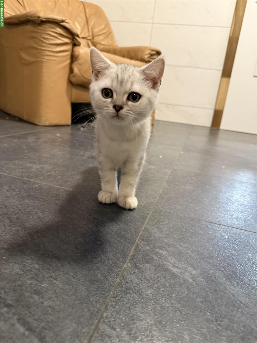 Bild 2: Britisch Kurzhaar Katerchen / Kitten mit Stammbaum