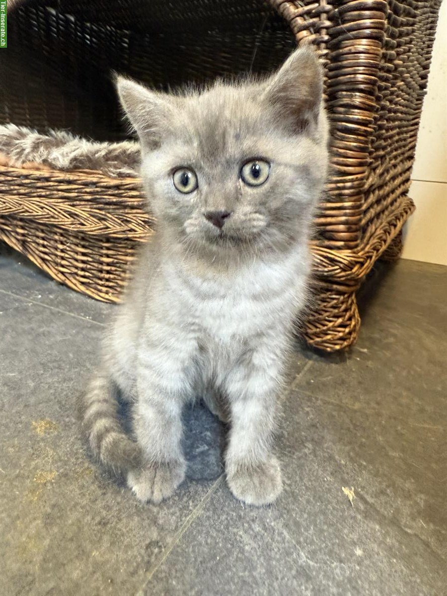 Bild 3: Britisch Kurzhaar Katerchen / Kitten mit Stammbaum