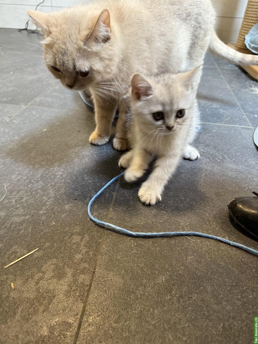 Bild 4: Britisch Kurzhaar Katerchen / Kitten mit Stammbaum