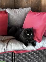GRATIS: schwarze Katze in gute Hände, nur mit Freigang