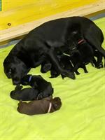 Labrador Deckrüde GESUCHT