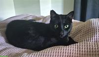 Kater Brion (Wohnungskatze) sucht liebevolles Zuhause