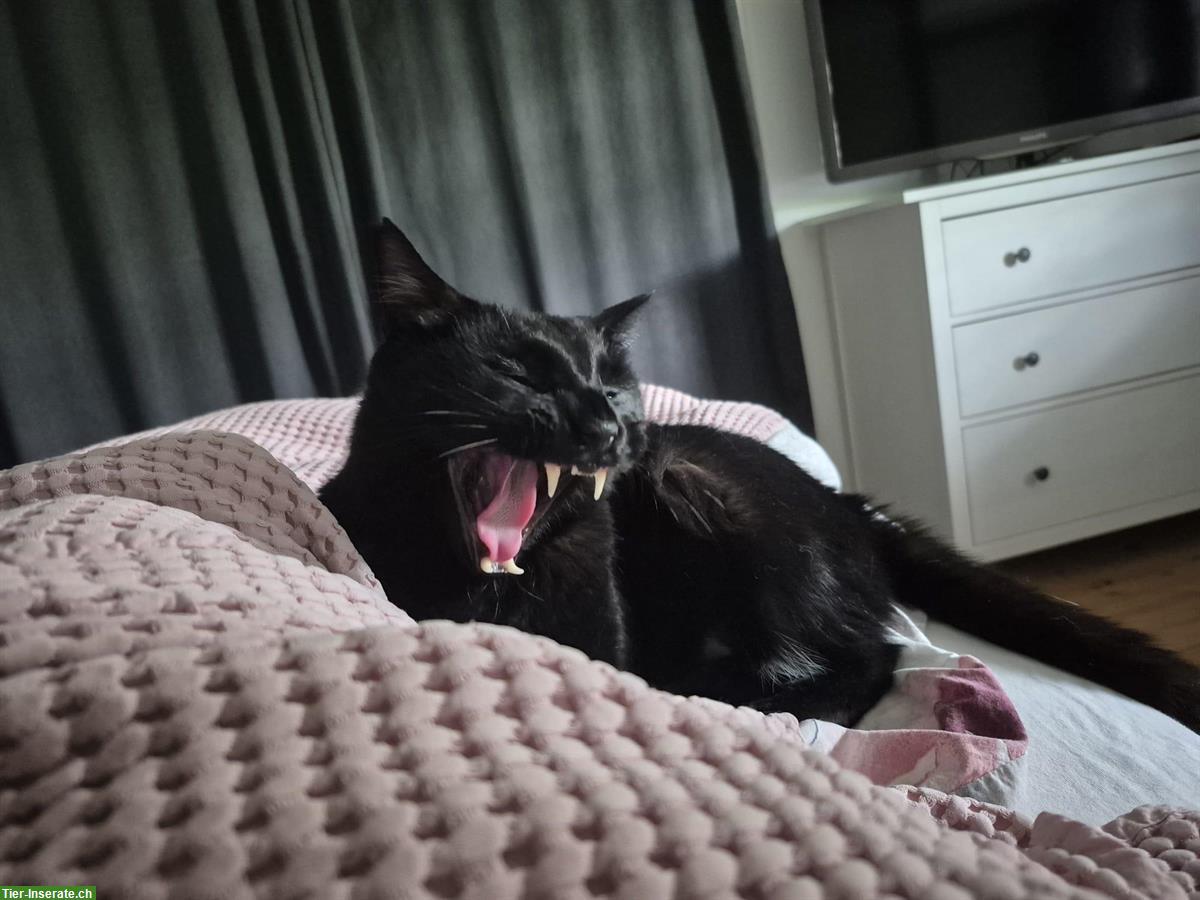 Bild 2: Kater Brion (Wohnungskatze) sucht liebevolles Zuhause