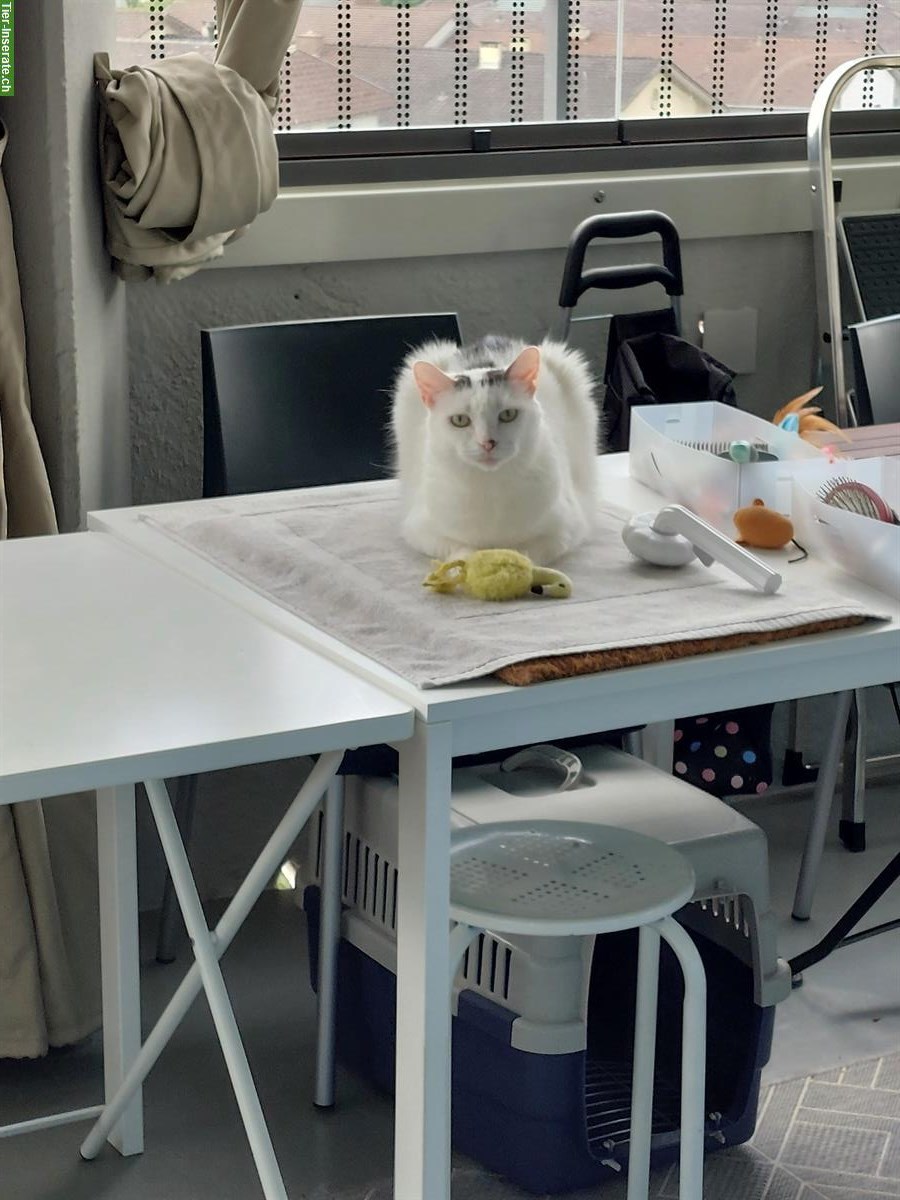 GRATIS: Kater sucht liebevolles Einzelzuhause