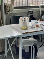 GRATIS: Kater sucht liebevolles Einzelzuhause