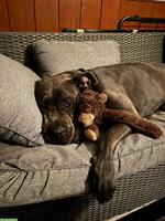 Cane Corso Hündin sucht Zuhause mit Hundeerfahrung