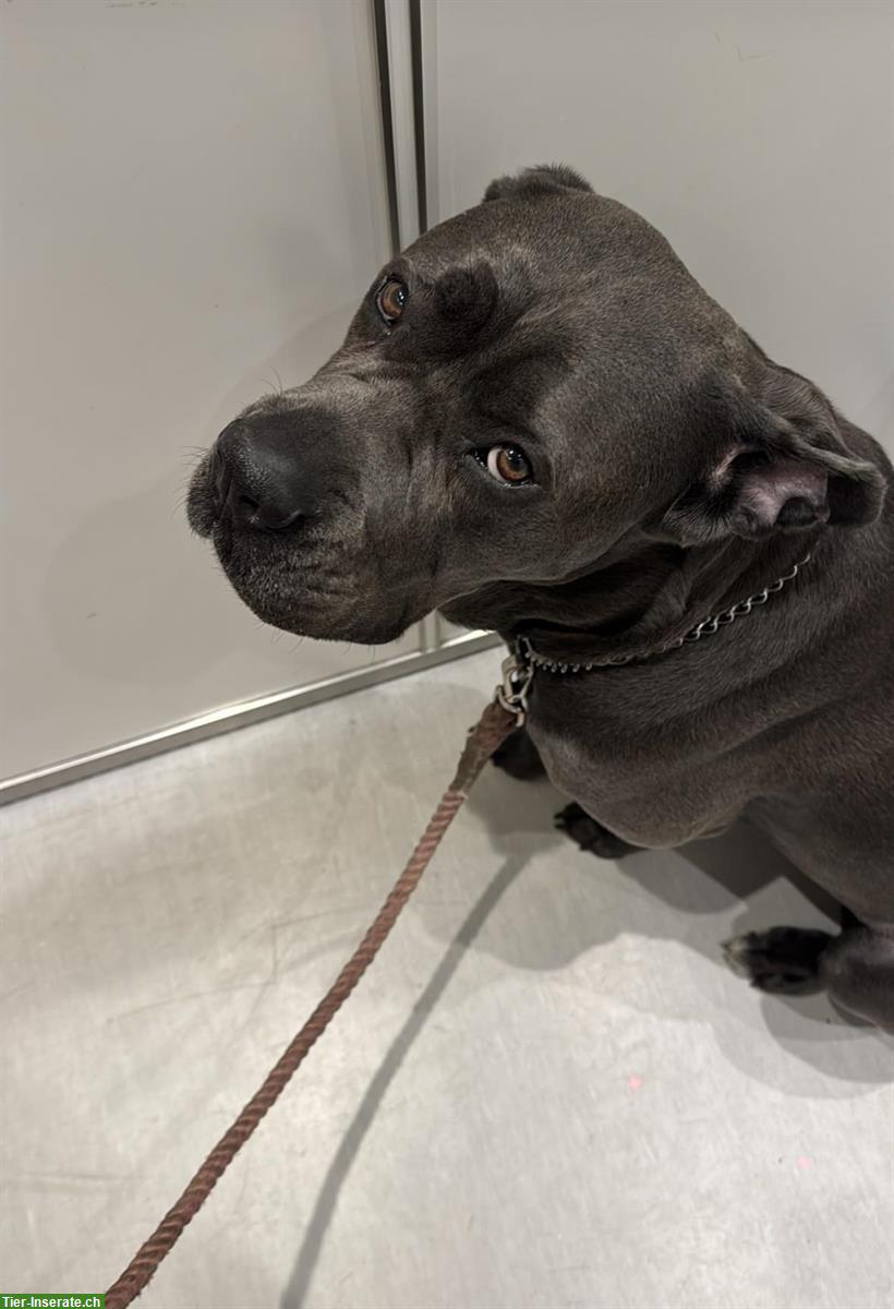 Bild 2: Cane Corso Hündin sucht Zuhause mit Hundeerfahrung