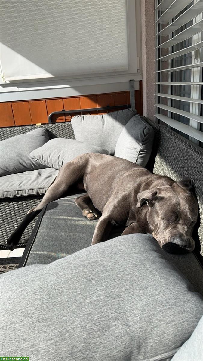 Bild 3: Cane Corso Hündin sucht Zuhause mit Hundeerfahrung