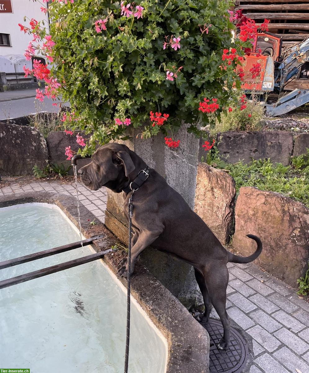 Bild 4: Cane Corso Hündin sucht Zuhause mit Hundeerfahrung