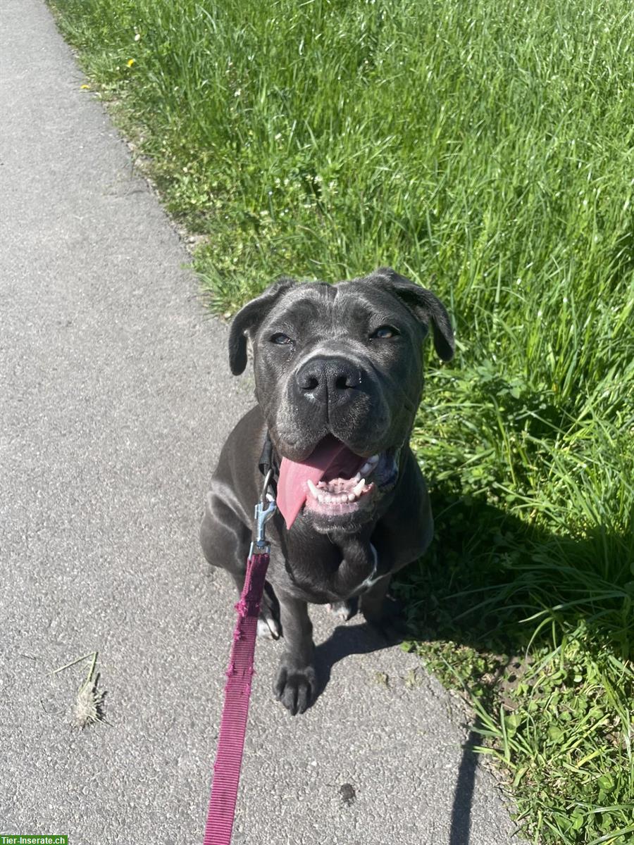 Bild 5: Cane Corso Hündin sucht Zuhause mit Hundeerfahrung