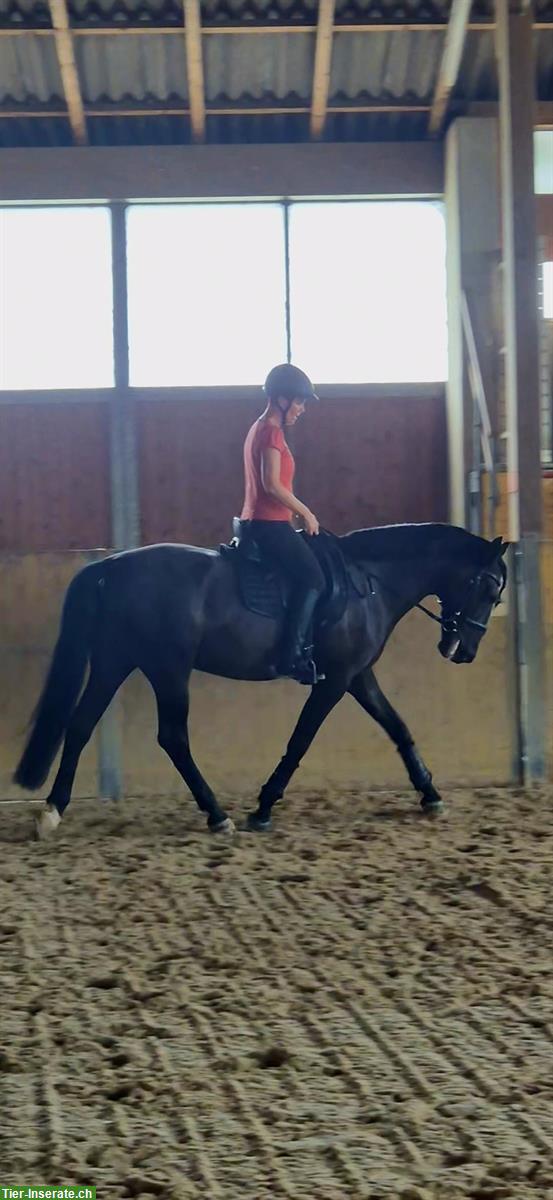 Reitbeteiligung gesucht, Dressurpferd