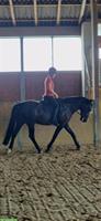 Reitbeteiligung gesucht, Dressurpferd