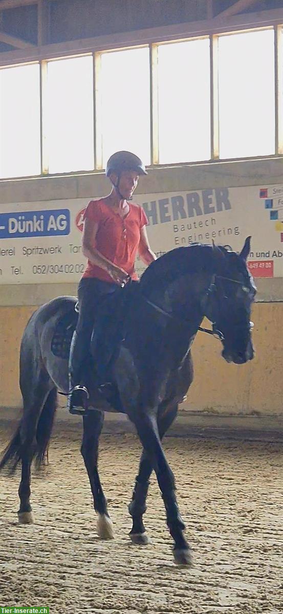 Bild 2: Reitbeteiligung gesucht, Dressurpferd