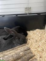 Zwergkaninchen-Pärchen, schwarz und grau, mit Käfig und Zubehör