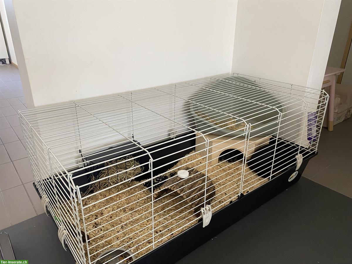 Bild 4: Zwergkaninchen-Pärchen, schwarz und grau, mit Käfig und Zubehör