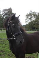 Pony Wallach, 9-jährig, geländesicheres Allrounder-Pferd