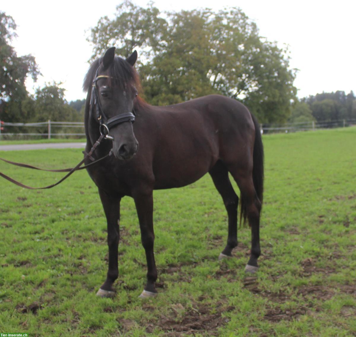 Bild 2: Pony Wallach, 9-jährig, geländesicheres Allrounder-Pferd