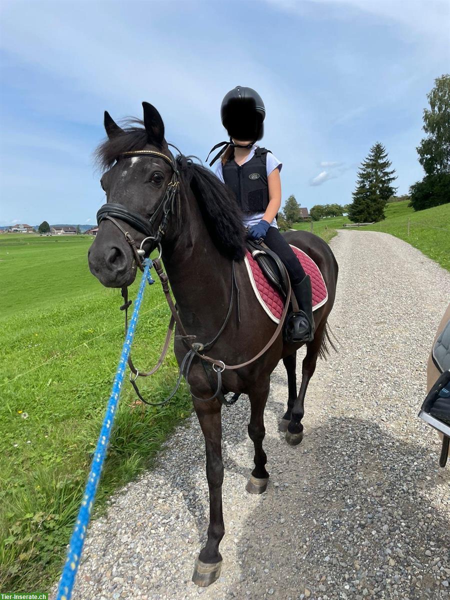 Bild 3: Pony Wallach, 9-jährig, geländesicheres Allrounder-Pferd