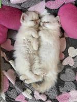 Perser Kitten mit Stammbaum abzugeben