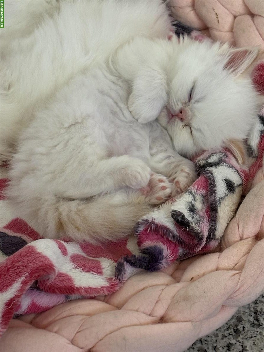 Bild 2: Perser Kitten mit Stammbaum abzugeben