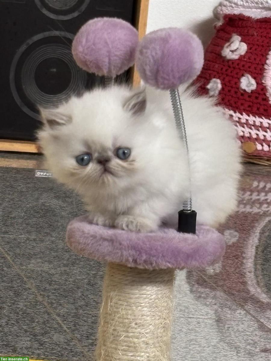 Bild 3: Perser Kitten mit Stammbaum abzugeben
