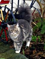 Ehemalige Maine Coon Zuchtkatze sucht ruhigen Platz mit Freigang
