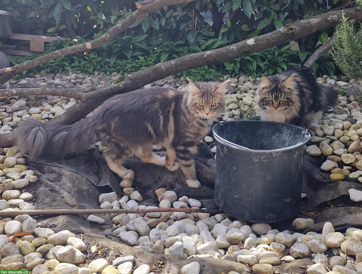 Bild 2: Ehemalige Maine Coon Zuchtkatze sucht ruhigen Platz mit Freigang