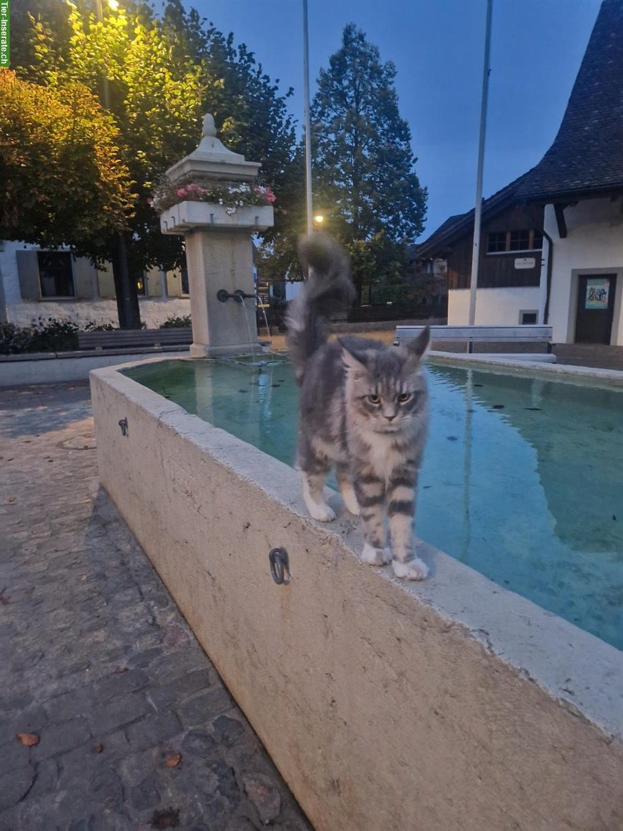 Bild 3: Ehemalige Maine Coon Zuchtkatze sucht ruhigen Platz mit Freigang