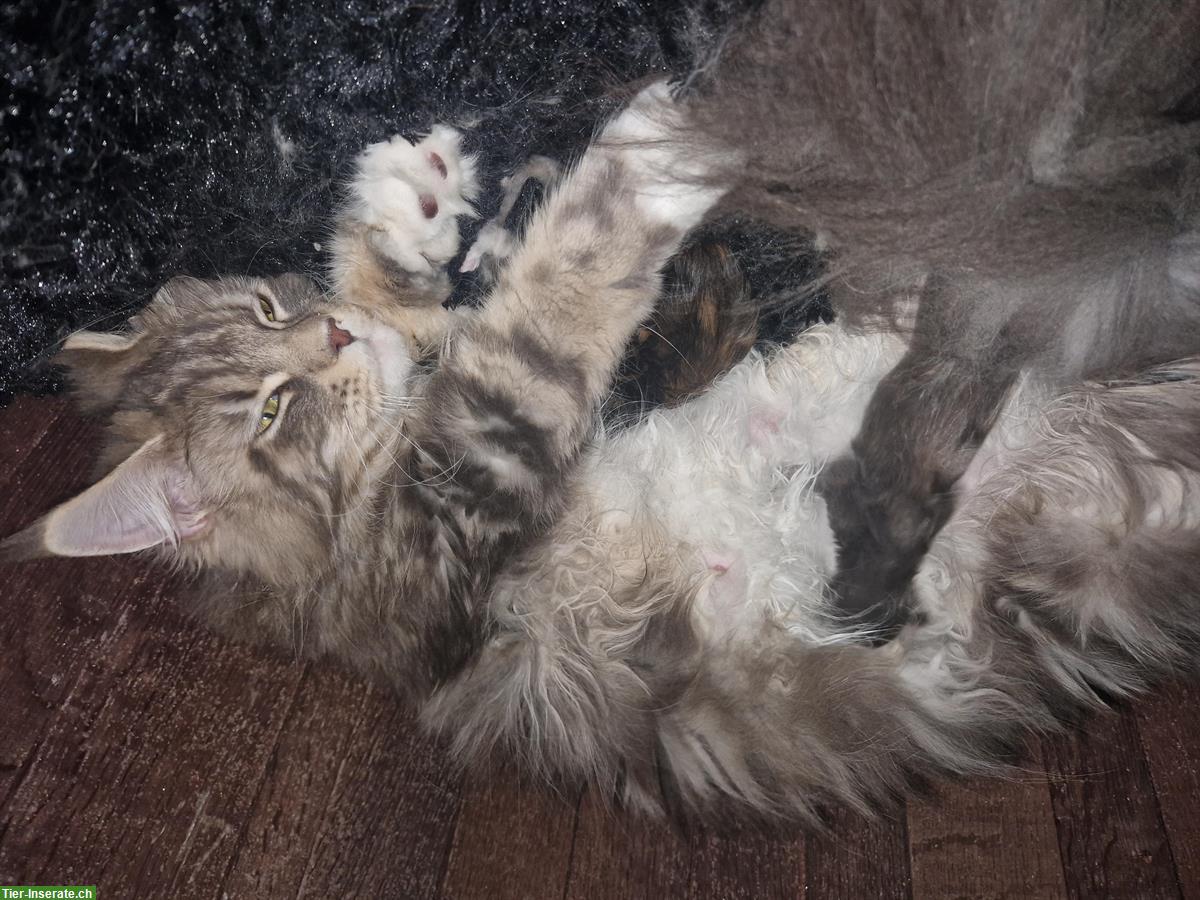 Bild 4: Ehemalige Maine Coon Zuchtkatze sucht ruhigen Platz mit Freigang