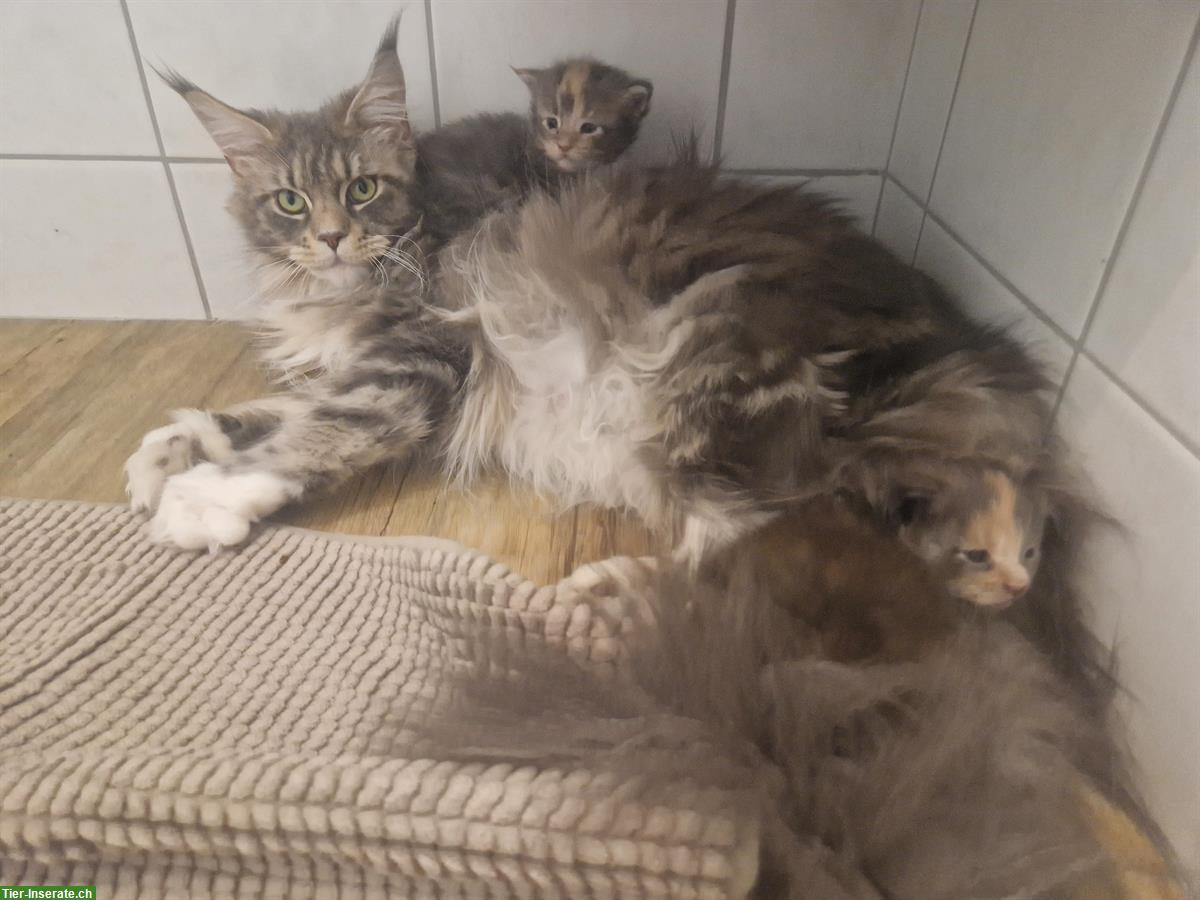 Bild 5: Ehemalige Maine Coon Zuchtkatze sucht ruhigen Platz mit Freigang