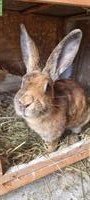 Kaninchen-Elternpaar und Jungtiere gratis abzugeben