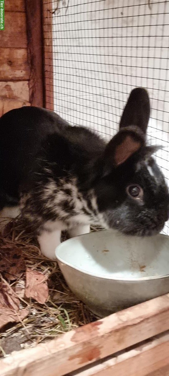 Bild 10: Kaninchen-Elternpaar und Jungtiere gratis abzugeben