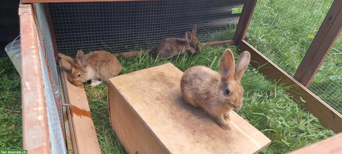 Bild 4: Kaninchen-Elternpaar und Jungtiere gratis abzugeben
