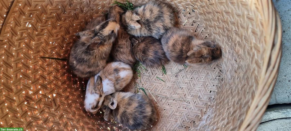 Bild 5: Kaninchen-Elternpaar und Jungtiere gratis abzugeben