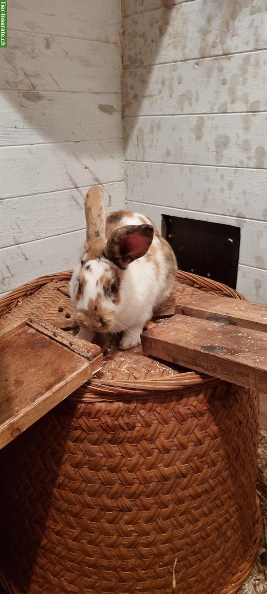 Bild 7: Kaninchen-Elternpaar und Jungtiere gratis abzugeben