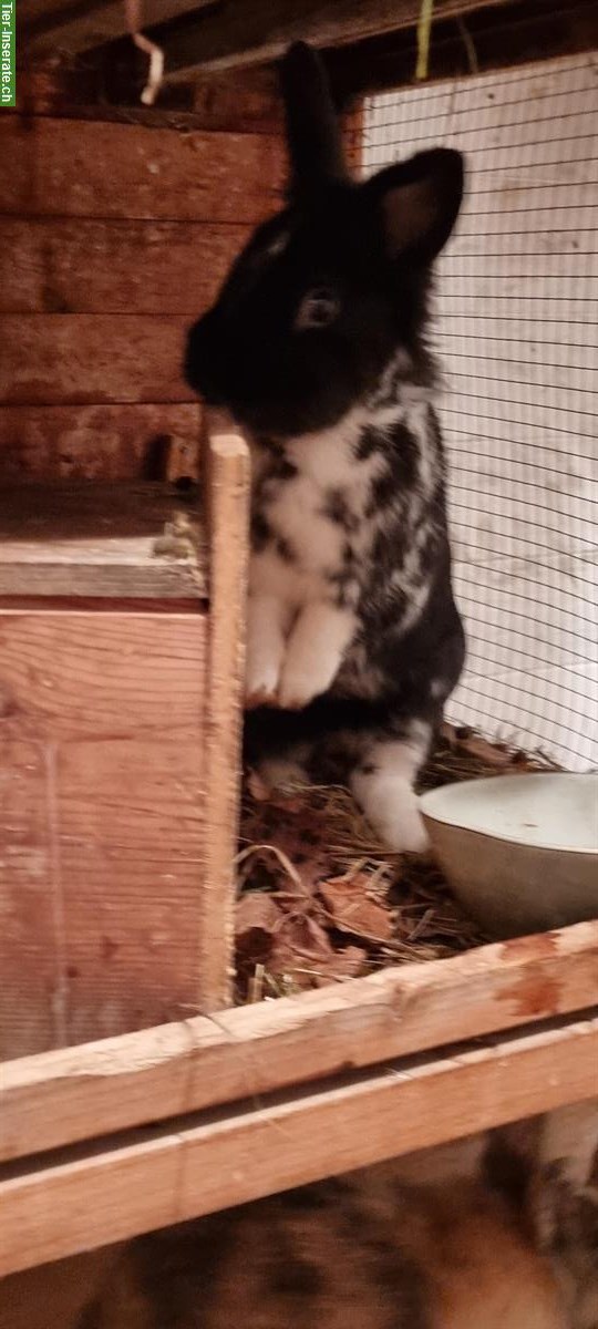 Bild 8: Kaninchen-Elternpaar und Jungtiere gratis abzugeben