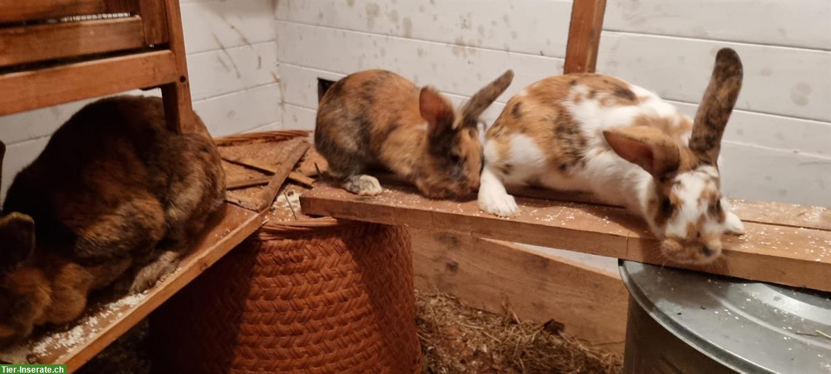 Bild 9: Kaninchen-Elternpaar und Jungtiere gratis abzugeben