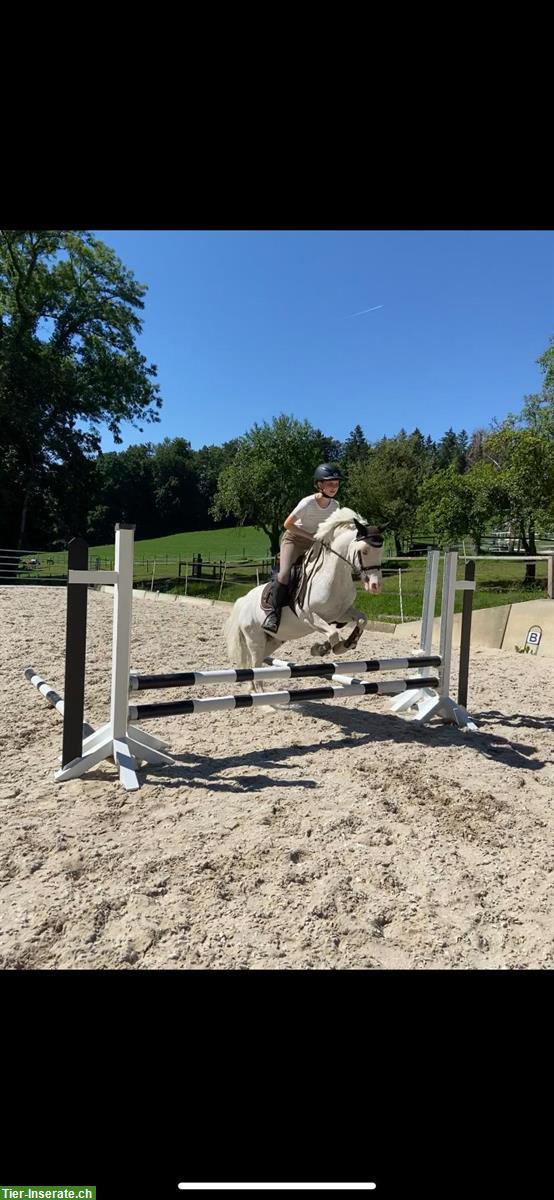 Bild 3: 2 Reitbeteiligungen gesucht im Raum Zürich