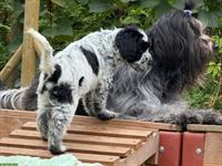 Schapendoes Welpen mit SKG Stammbaum