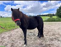 Tragende Shetty Stute zu verkaufen, Top-Kinderpony