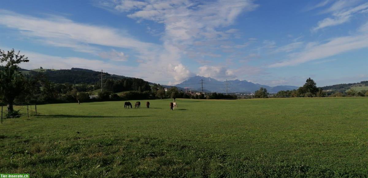 Altersweide im Kanton Zug, freier Platz für eine Stute