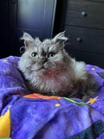 Selkirk Rex x Britisch Langhaar Kätzin