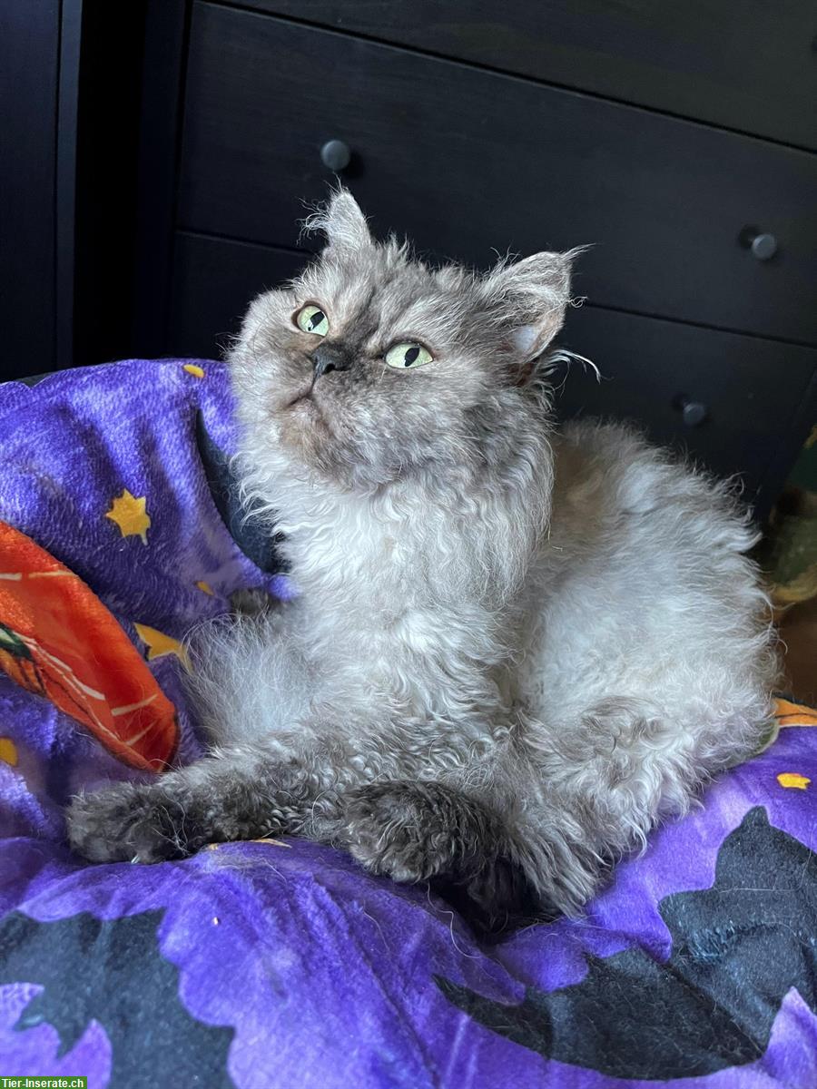 Bild 2: Selkirk Rex x Britisch Langhaar Kätzin