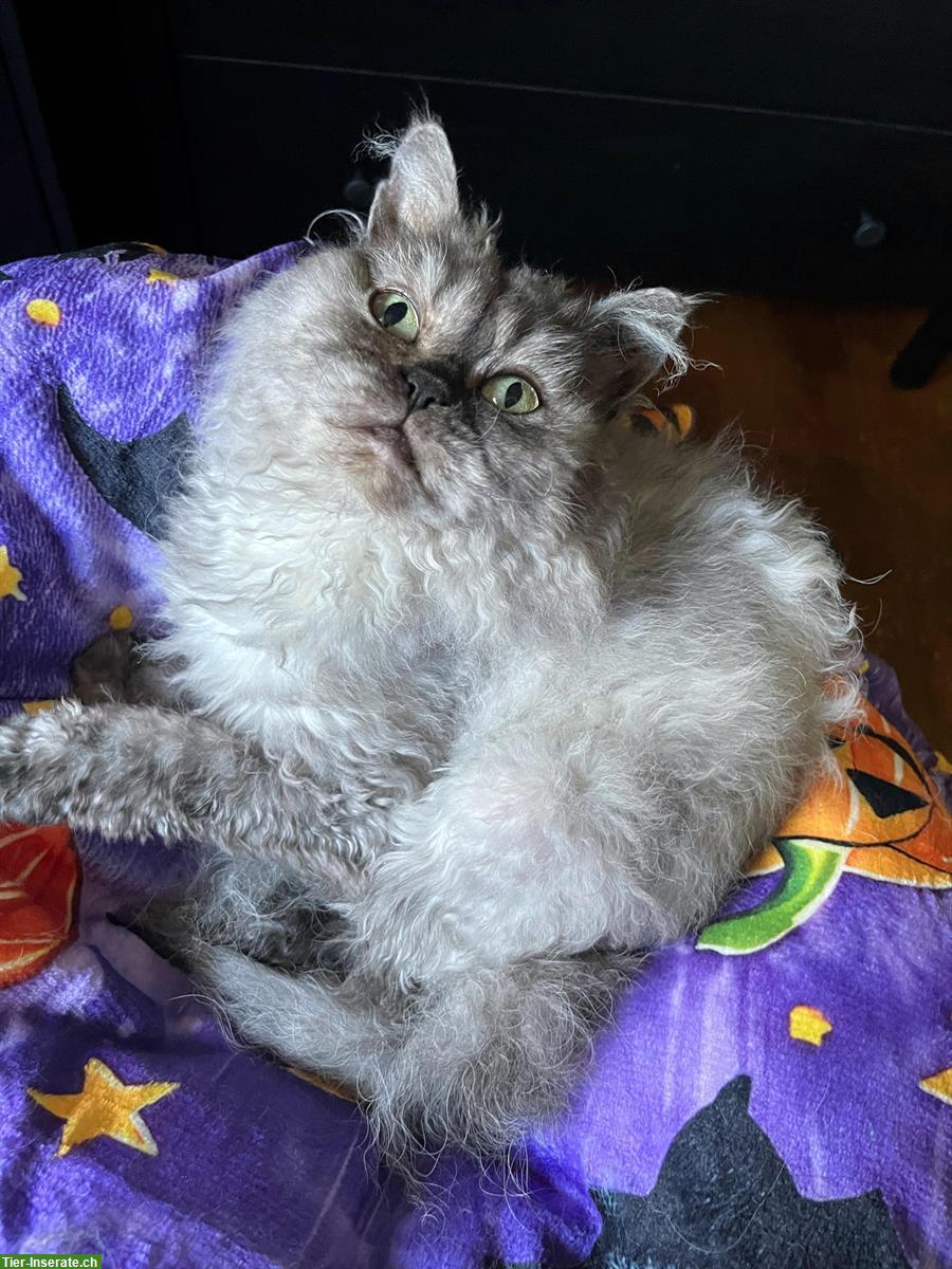 Bild 3: Selkirk Rex x Britisch Langhaar Kätzin