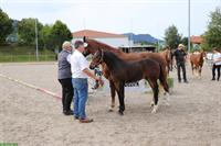 FM-Hengstfohlen zu verkaufen